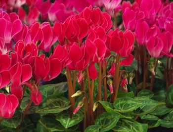 The-12-Pet-Hazards-of-Christmas-Day-11-Cyclamen The-12-Pet-Hazards-of-Christmas-Day-11-Cyclamen