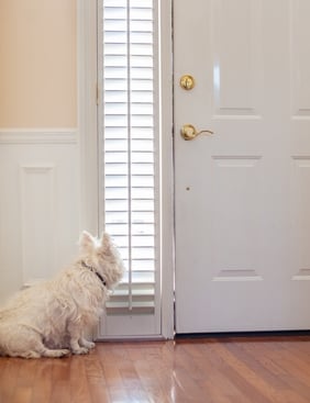 Dog-waiting-at-door