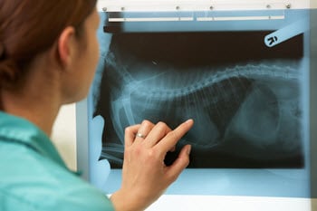 Paying for Pet Emergencies: The importance of a financial plan for your dog