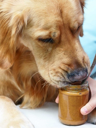 is peanut butter ok for dogs is peanut butter safe for dogs beware some could be deadly is peanut butter ok for dogs is peanut butter safe for dogs beware some could be deadly