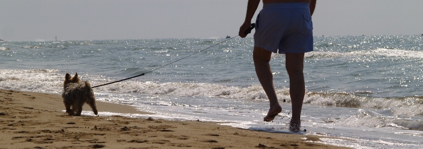 small yorkshire terrier walking along beach on retractable leash