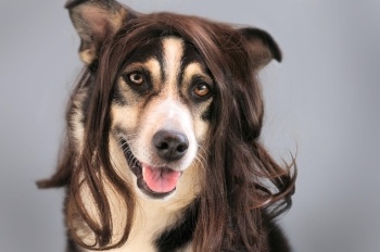 Best-dog-groomer.jpg Best-dog-groomer.jpg
