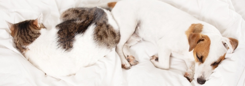 Cat and dog sleeping comfortably together