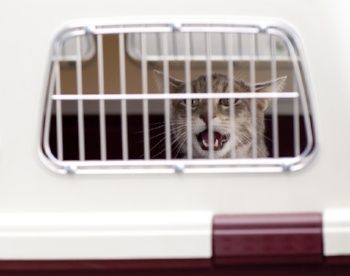 Cat-carrier-stress-vet-visit.jpg Cat-carrier-stress-vet-visit.jpg