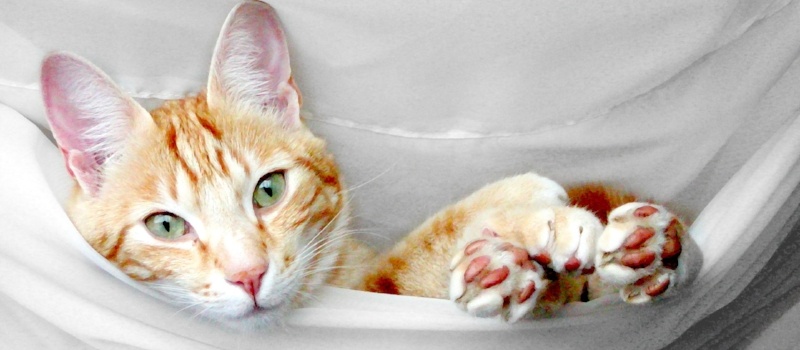 Cat in a hammock with upright ears