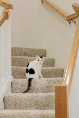 cat on stairs