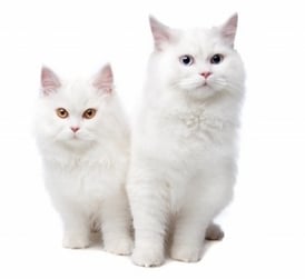 Cute white cats