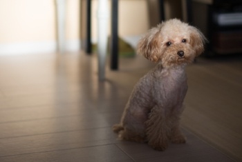 Dog-adjustment-period-poodle.jpg Dog-adjustment-period-poodle.jpg