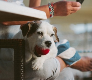 Dog-ball-inside.jpg Dog-ball-inside.jpg