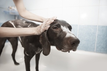 Dog-bathing-soap.jpg Dog-bathing-soap.jpg