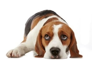 Dog-ears-pain.jpg Dogs ear is in pain