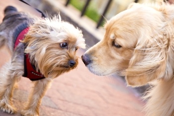 Dog-introductions.jpg Dog-introductions.jpg