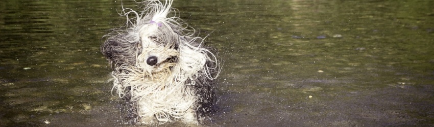 Dog-shaking-in-water.jpg Dog-shaking-in-water.jpg