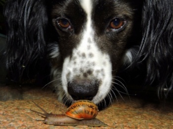 Dog-snail-slug-bait.jpg Dog and snail bait