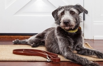 Dog-waiting-at-door-for-walk.jpg Dog-waiting-at-door-for-walk.jpg