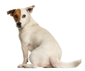 Jack-Russel-sitting.jpg Jack-Russel-sitting.jpg