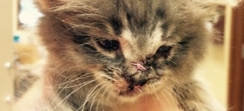 Kitten-hit-by-garden-equipment.jpg