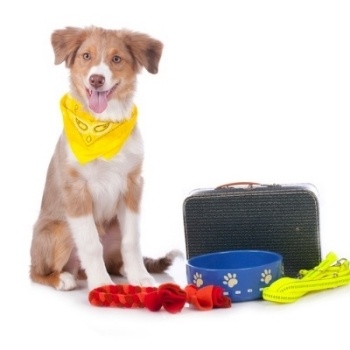 Pet-Sitting-Treatment-Authorization.jpg Pet-Sitting-Treatment-Authorization.jpg