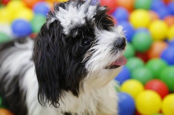 Poodle-interactive-toy.jpg Poodle-interactive-toy.jpg