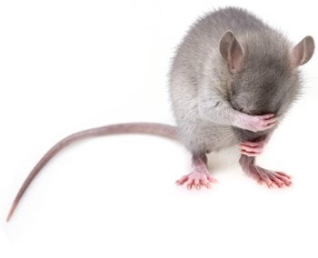 Rodenticide-which-brand.jpg Rodenticide-which-brand.jpg