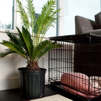 Sago palm danger in homes with pets