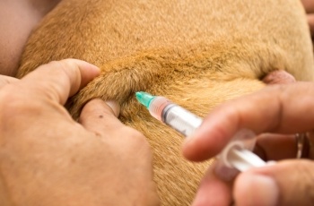 Vaccine-puppy-shots.jpg when do puppies need shots
