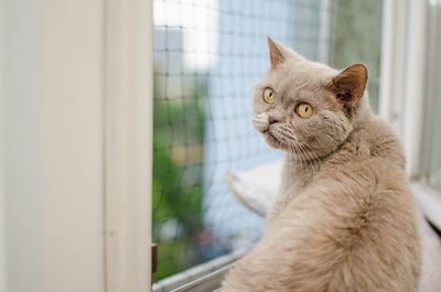 cat open window high rise syndrome