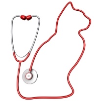 cat stethoscope
