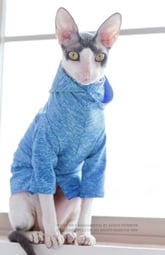 cat-sunscreen-clothing.jpg sphynx cat wearing shirt to protect from sun