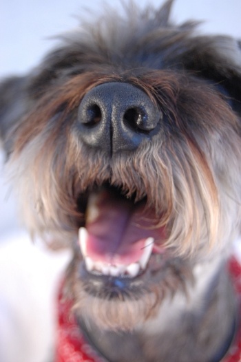 dog-bad-breath dog-bad-breath