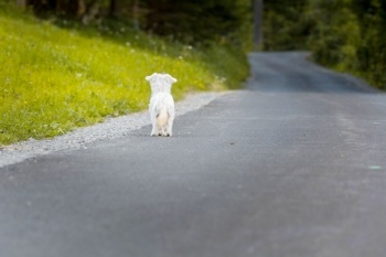 Dog Alone on an Empty Road Dog Alone on an Empty Road