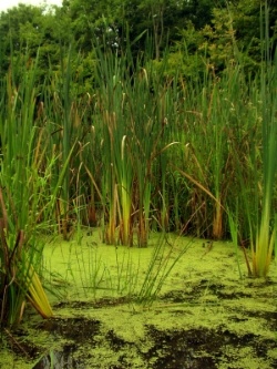 swamp-water-algae