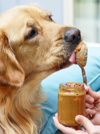 giving dogs peanut butter