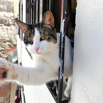 Keeping Your Cat Safe From Falling Out Of High Windows