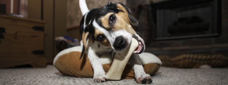 Dog bone chew toy