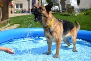 how to keep dogs cool outside how to keep your cool when it s outside how to keep dogs cool outside how to keep your cool when it s outside