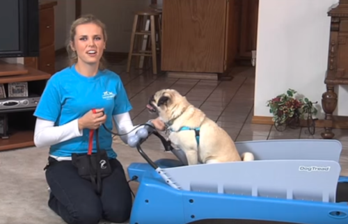 Dog-train-on-treadmill-video.png