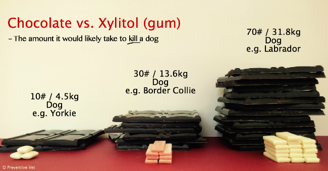 Chocolate-vs-Xylitol-Gum