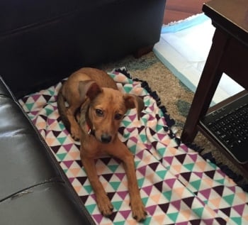 puppy sleeping on pee pad