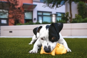 potty training a dog in an apartment
