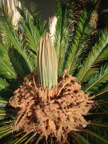 are palm tree seeds bad for dogs