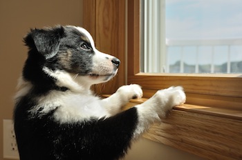 Puppy-Start-Socializing