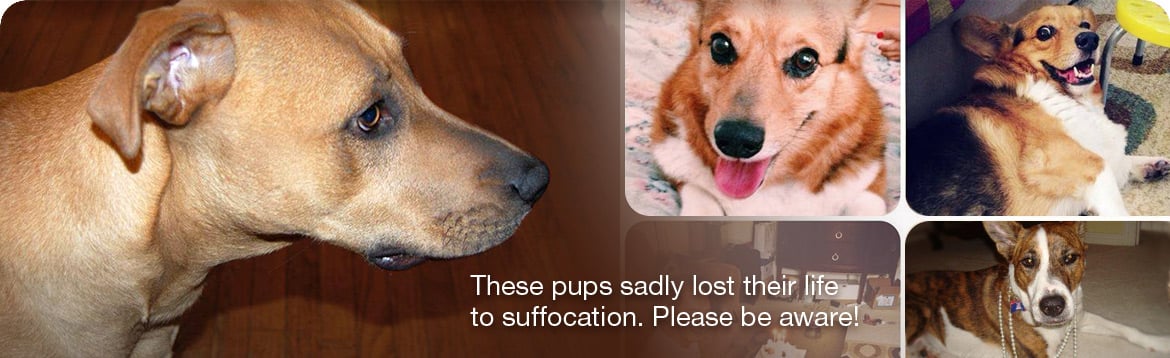 Pet Suffocation Awareness