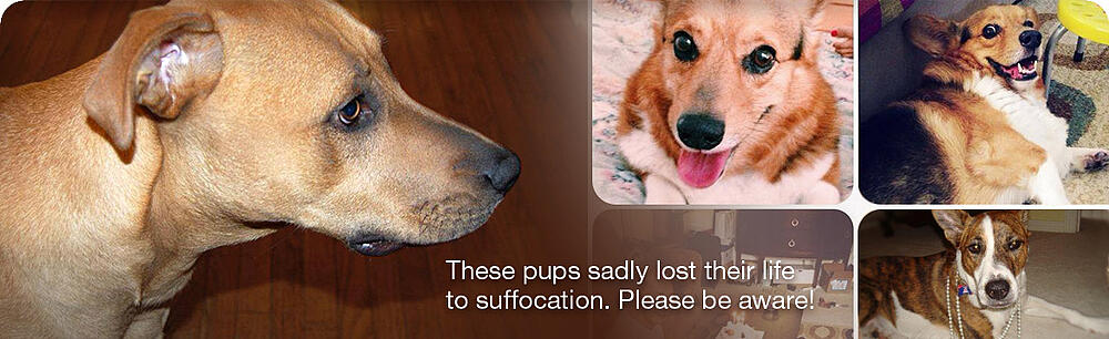 Campaign-Pet-Suffocation