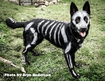 dog friendly paint for halloween