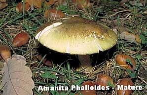 Amanita Phalloides mushrooms