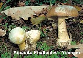 Amanita_Phalloides-Younger-Tip