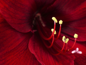 The-12-Pet-Hazards-of-Christmas-Series-Day-5-Lilies The-12-Pet-Hazards-of-Christmas-Series-Day-5-Lilies