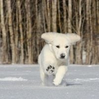 puppy in snow