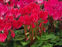 Cyclamen Pet Toxicity